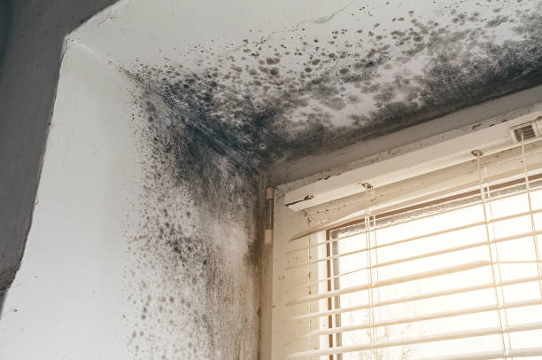 Affordable Commercial Mold Remediation solutions in Olanta, PA